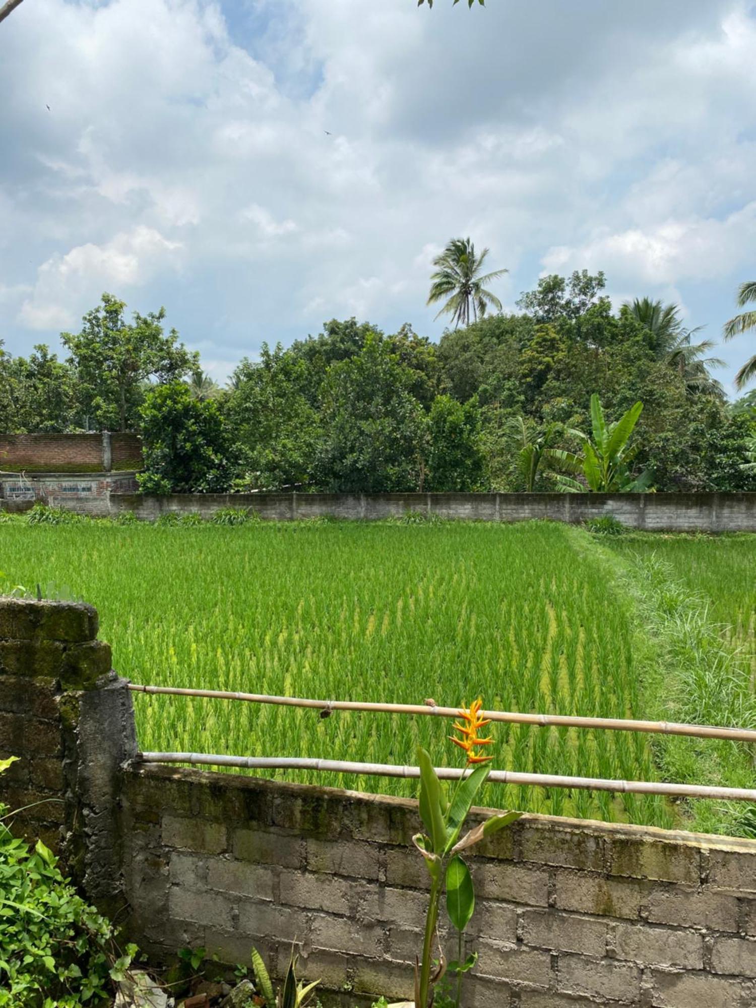 Kembang Kuning Cottages Tetebatu Zewnętrze zdjęcie